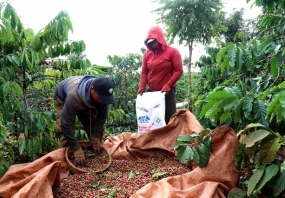 Nhiều cây cà phê già cỗi được trồng thay thế ở Việt Nam